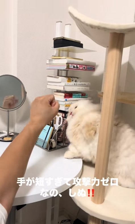 顔の前にある拳に向かって左前足を振り上げている猫