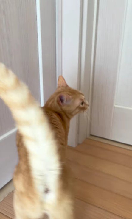 廊下を歩き回る猫