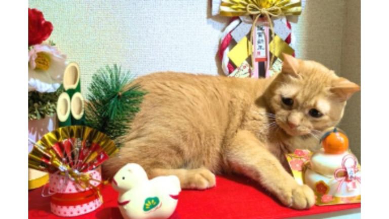 正月飾りと猫