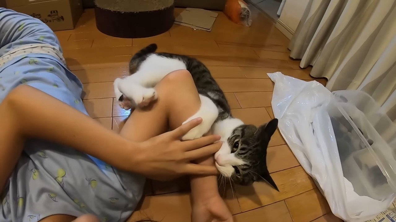 こちらを向くハナくん