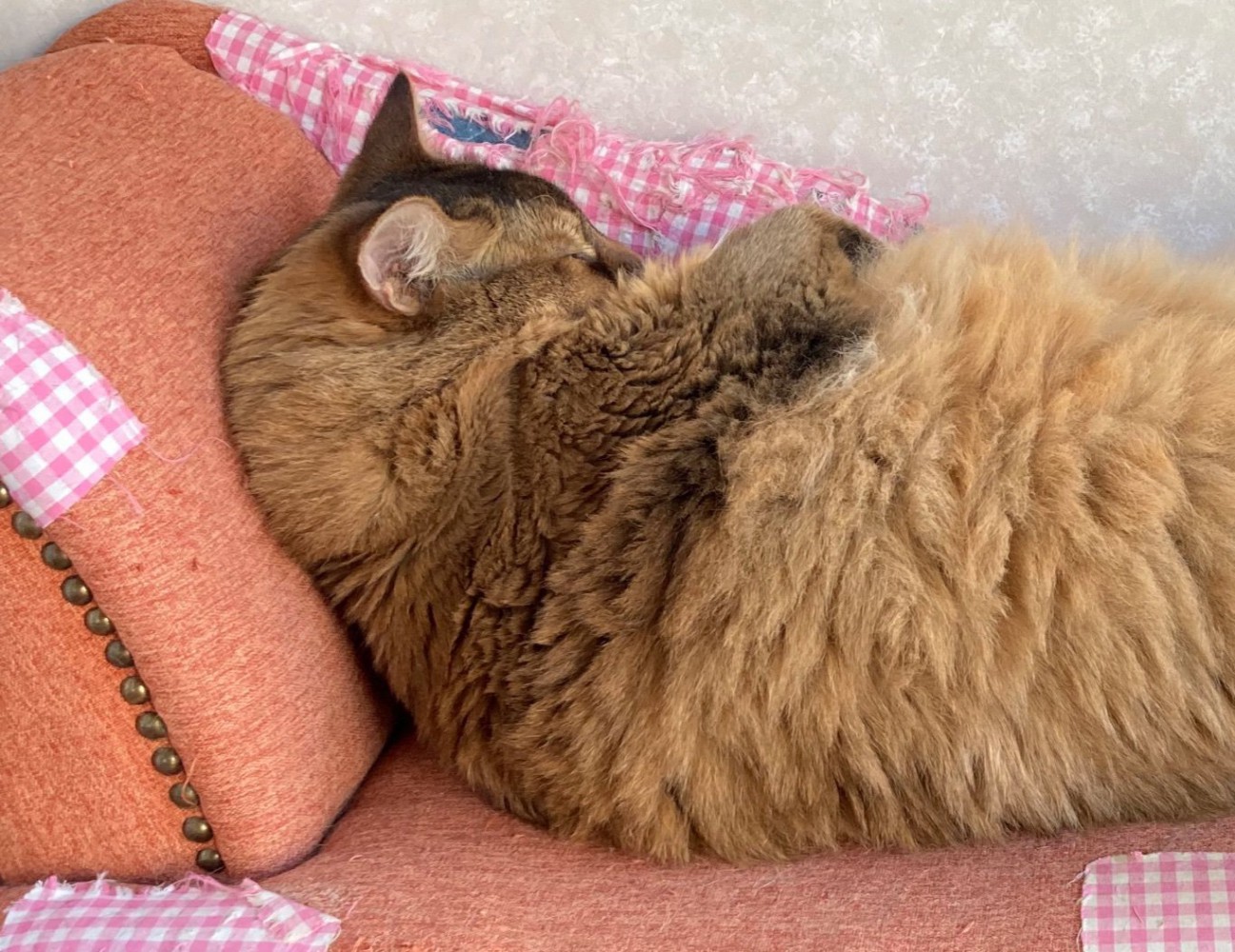 腕組みする猫