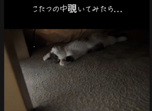 へそ天