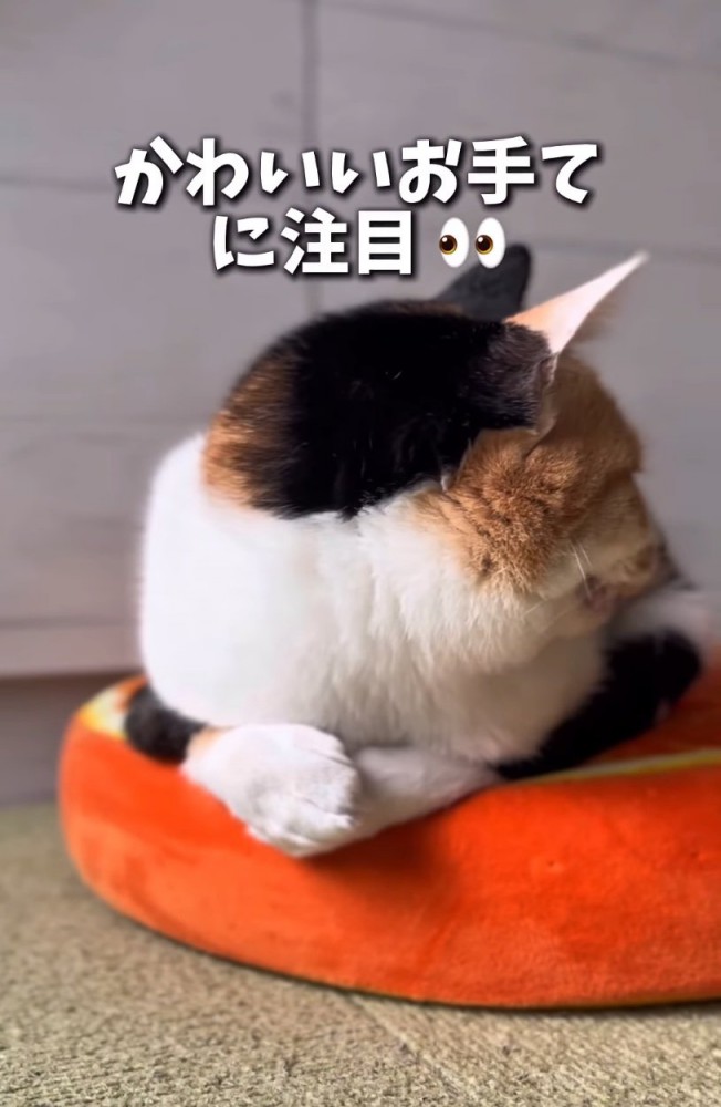 上を向く猫