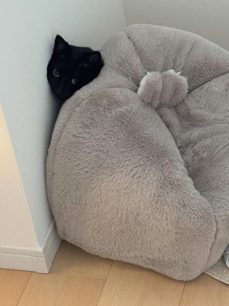 壁とクッションの間に挟まる白黒猫