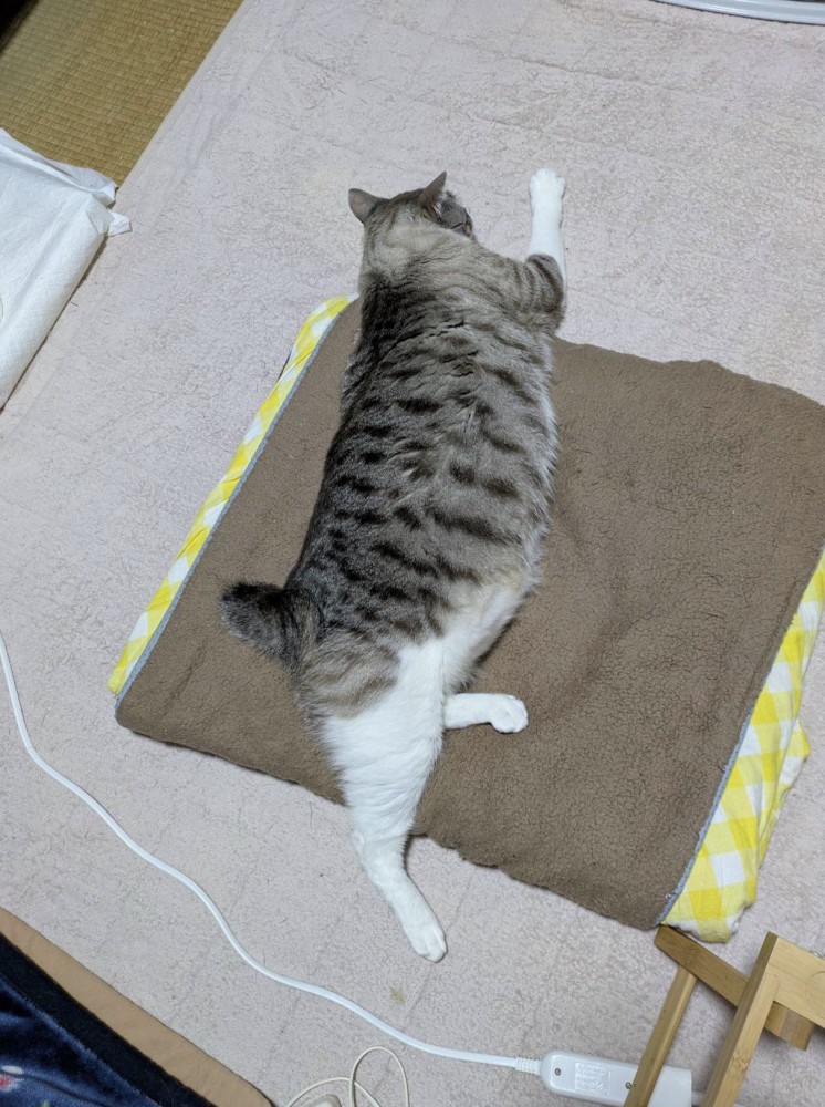 カーペットに寝転がるシャムトラ猫