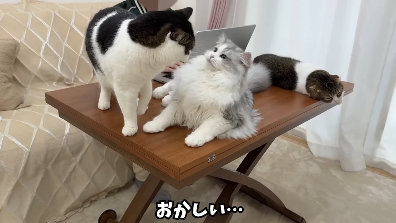テーブルの上にいる猫たち