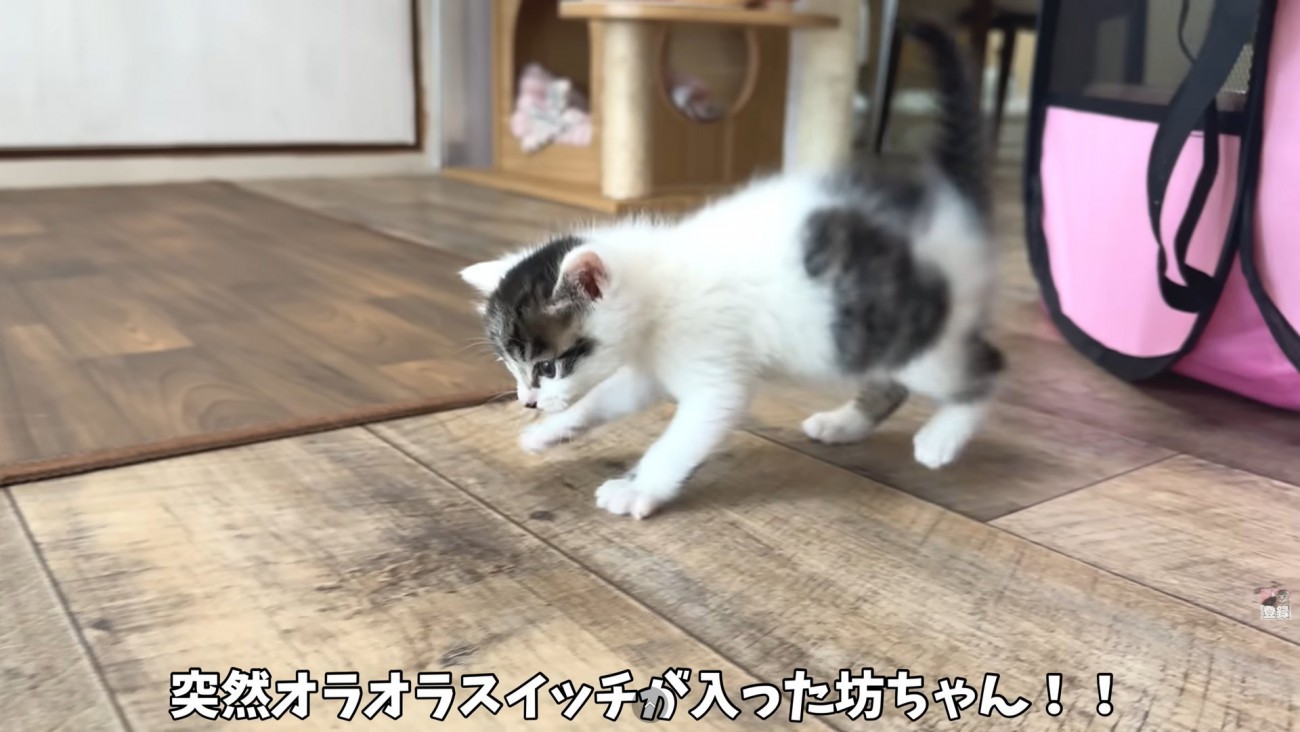 テロップ「突然オラオラ～」