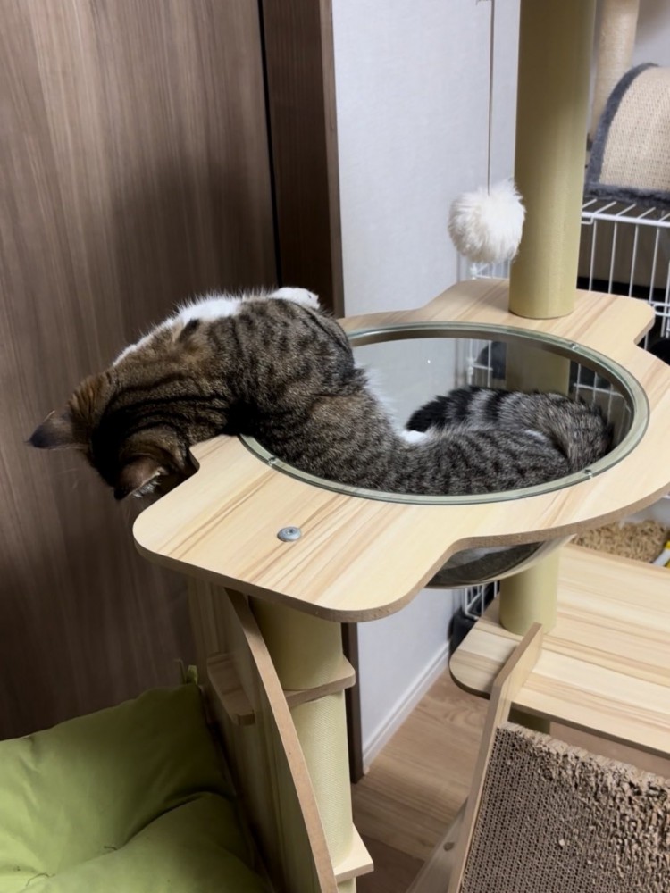 クリアボウルで寝ているマンチカンの様子
