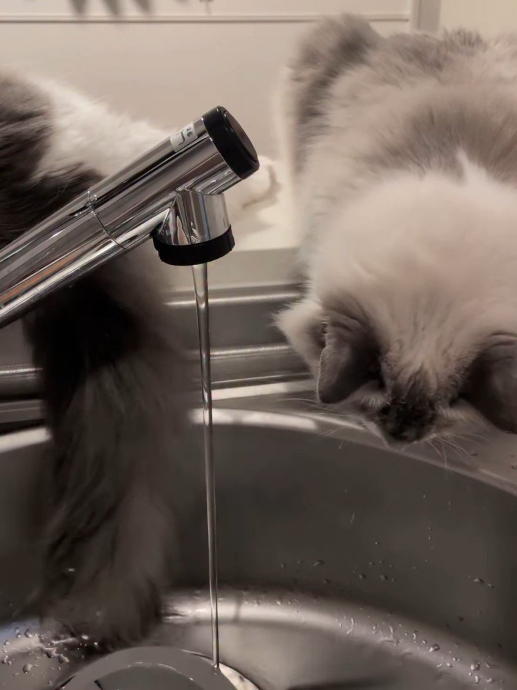 下を見ている猫
