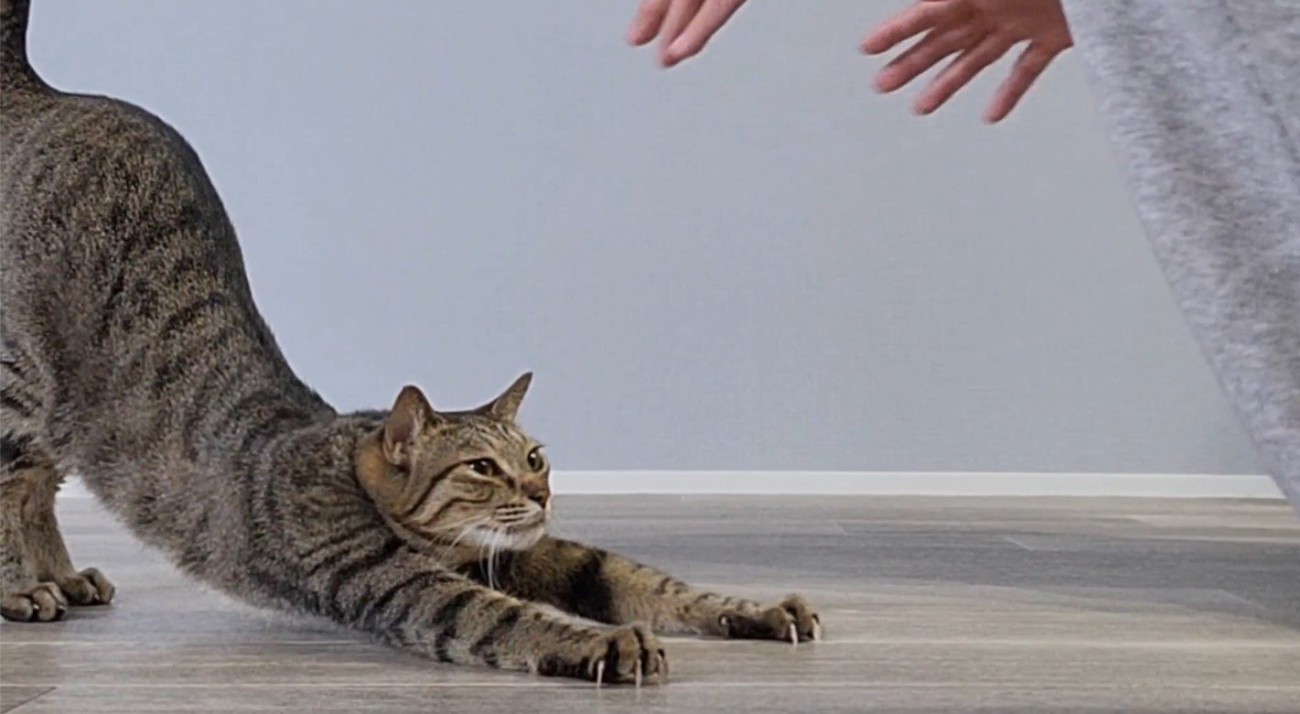 前足を伸ばしてお尻を高く上げる体勢になる猫