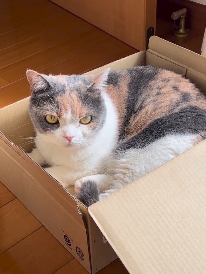 箱に入る猫