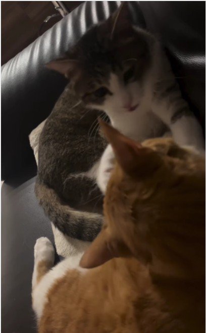 ケンカをしている猫たち