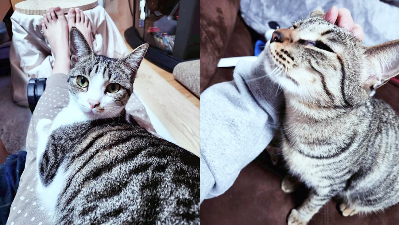 人に甘える2匹の猫
