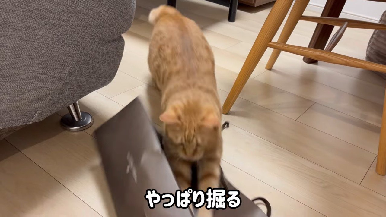 やっぱり掘る