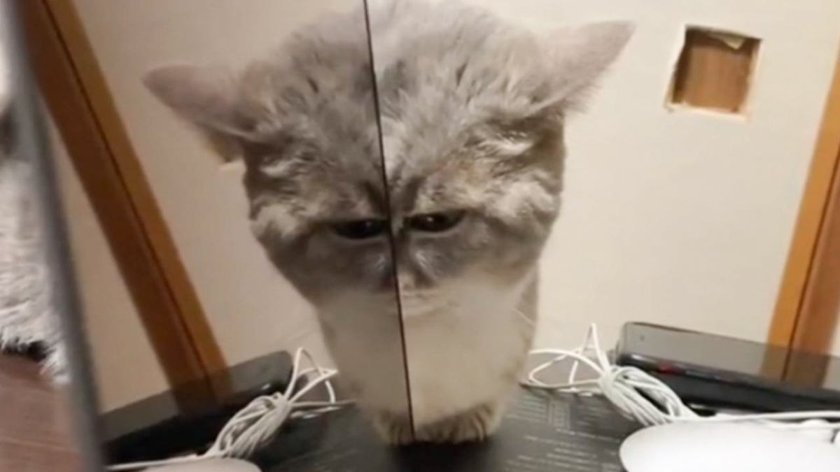 パソコンで作業していたら、横にいた猫が…まさかの『奇跡的