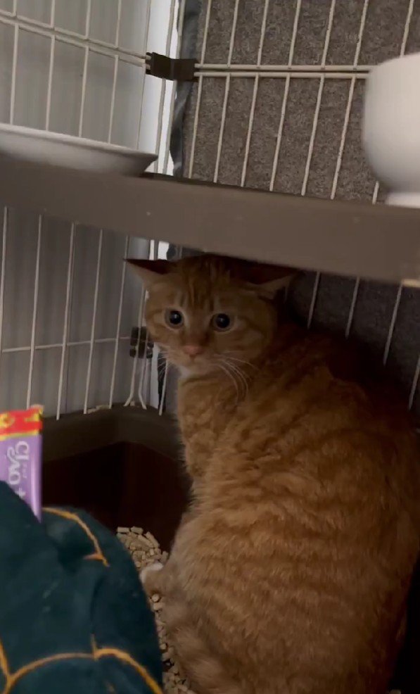 ケージの中の猫