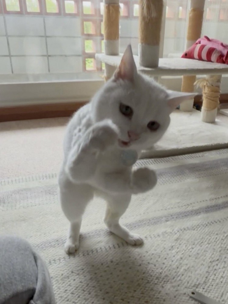 2本足で立ってこぶしをかまえている猫