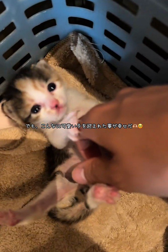 お腹をなでられる子猫