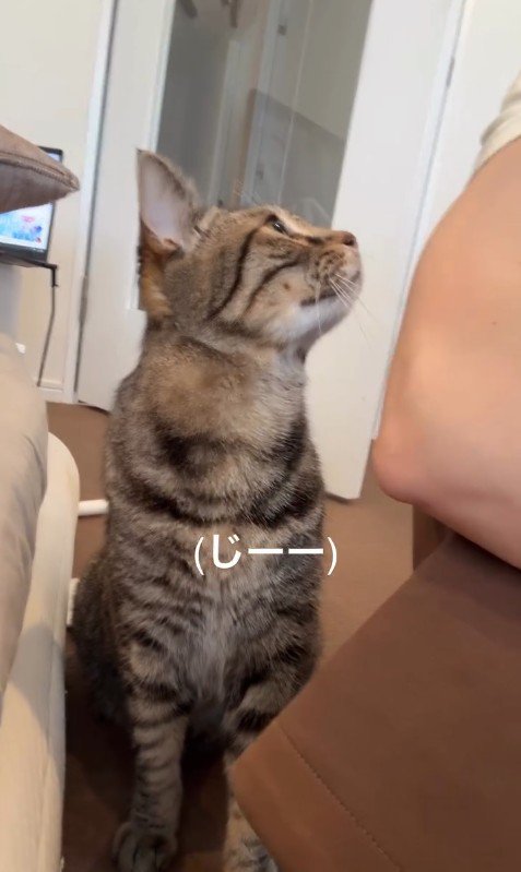 飼い主さんを見つめる猫