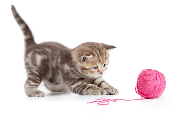 子猫と遊ぶ時は遊びすぎに注意！適した頻度や遊び方