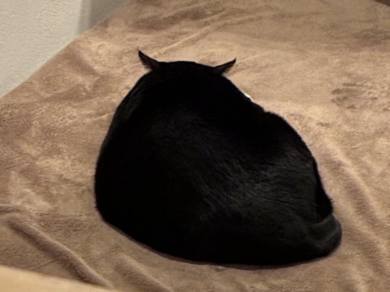 背中を向けてくつろぐ猫（耳が後ろに傾いている）