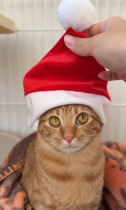 サンタ帽をかぶっている茶トラ猫