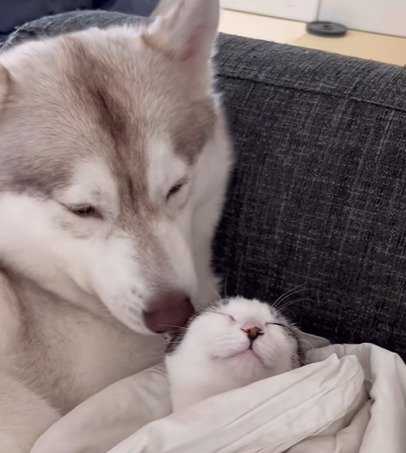 顔を上げる子猫