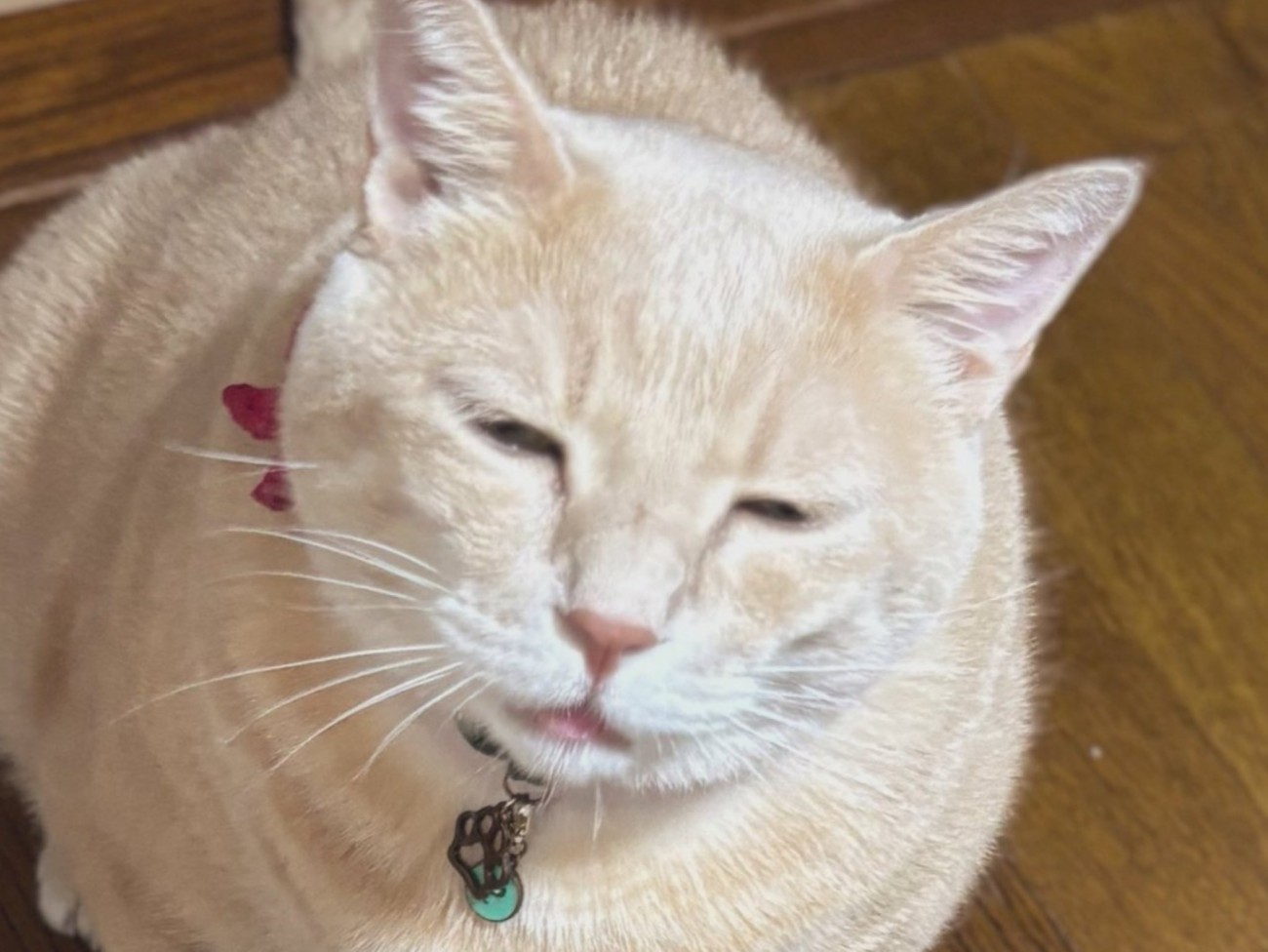 目を細めている猫の表情のアップ