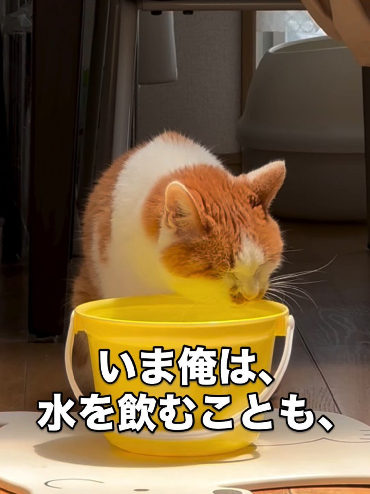 水を飲む猫