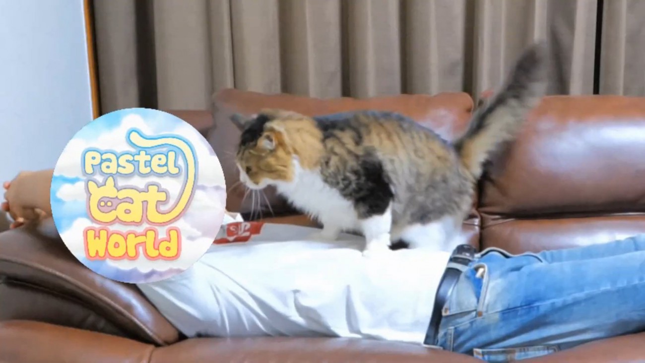 人のお腹の上に着地した猫