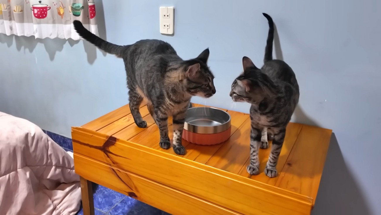 机の上で近づく2匹の猫