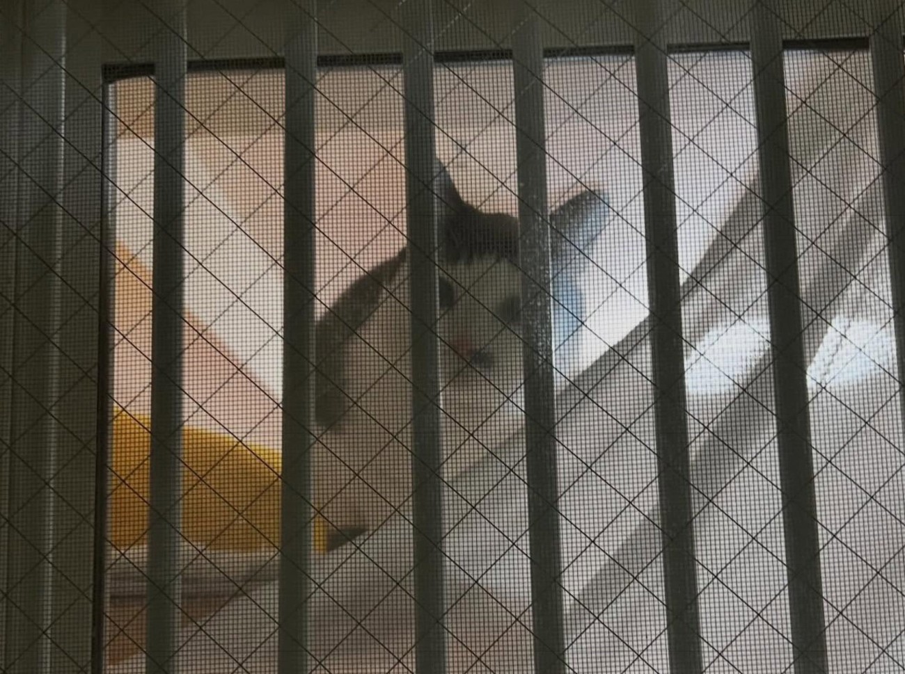 窓の外を覗く猫