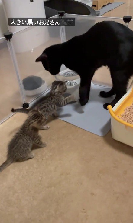 黒猫と2匹の子猫