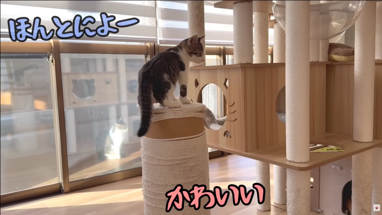 テロップ「かわいい ほんとによー」