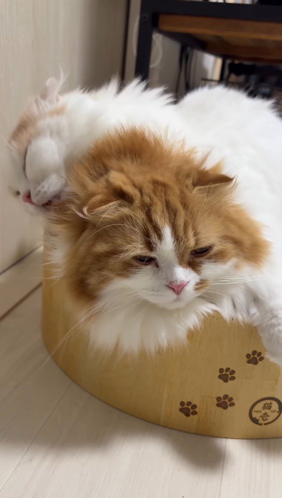 クリーム色の猫に毛繕いをされて遠くを見つめる茶色い猫