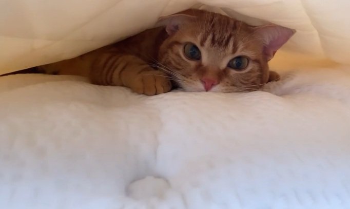 お布団の中にいる猫