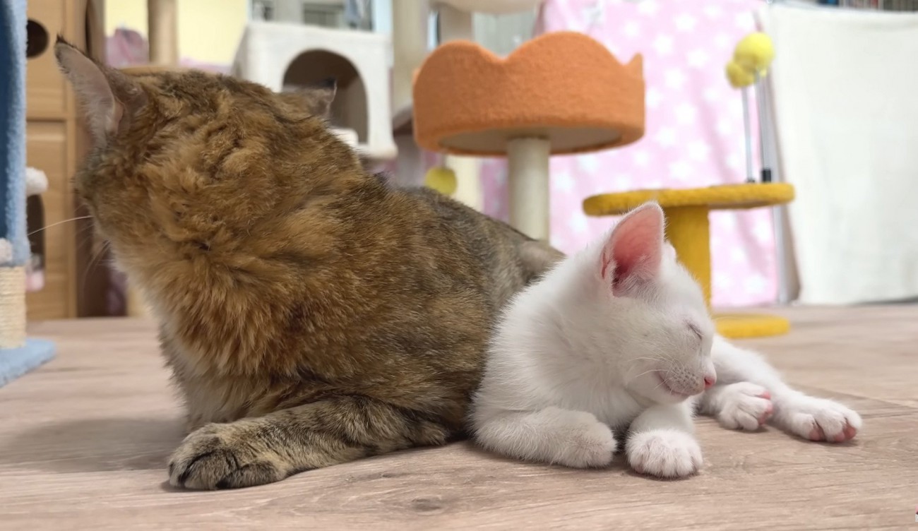 寄り添う成猫と子猫