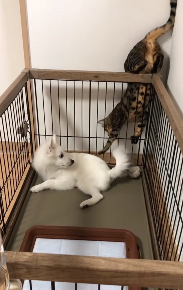 逆さでちょんちょんする猫