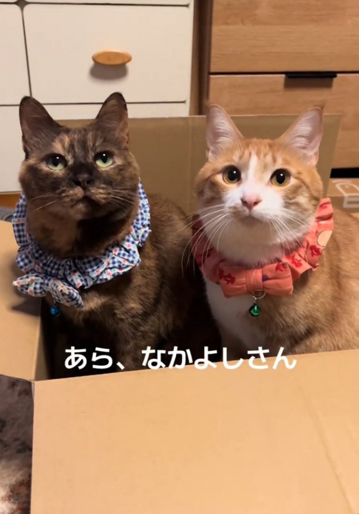 ダンボールに入る2匹の猫