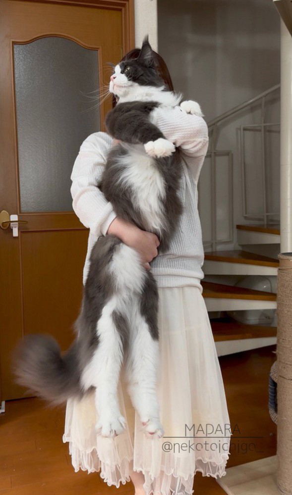 猫を縦に抱っこする飼い主