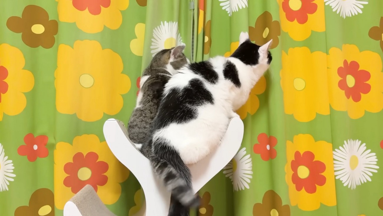 くっつくホルンくんとささみくん