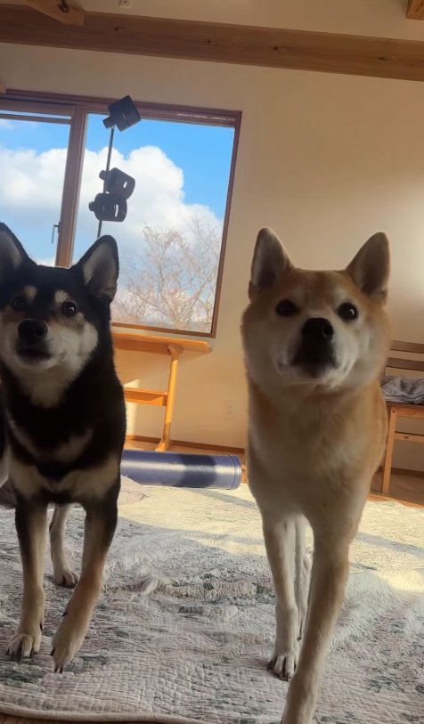 立っている2匹の柴犬