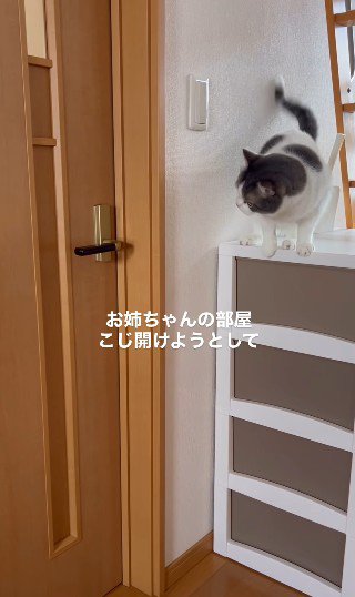 ドアが開くのを待つ猫