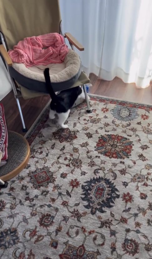 椅子の下にいる猫の後ろ姿