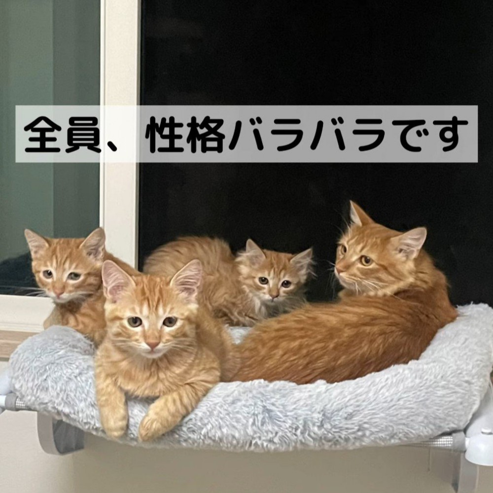 ハンモックに乗ってカメラ目線の猫たち