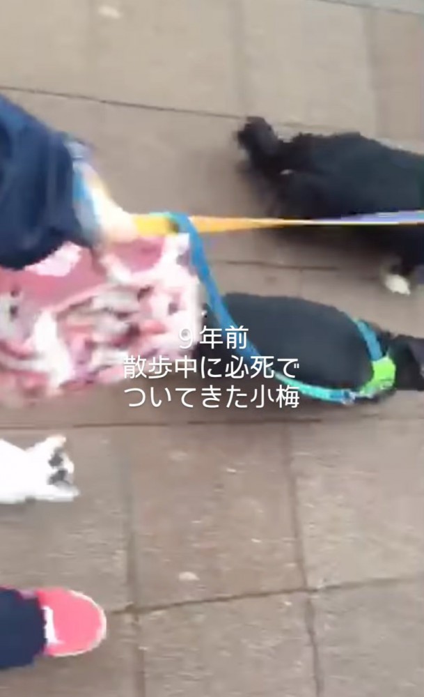 必死についてくる子猫