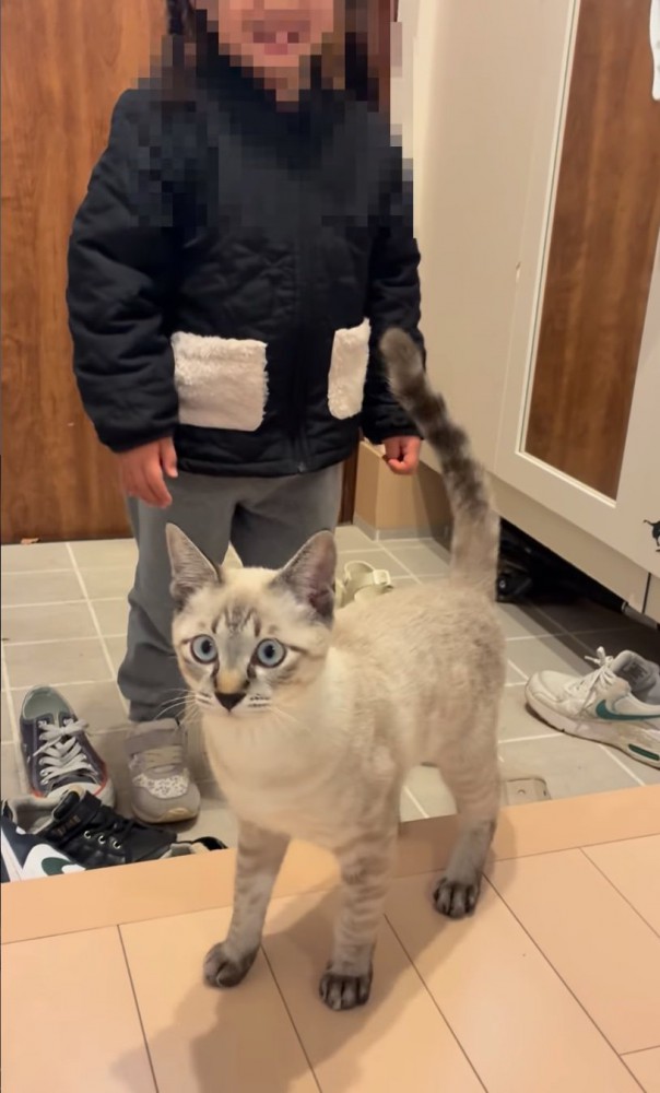 カメラ目線の猫