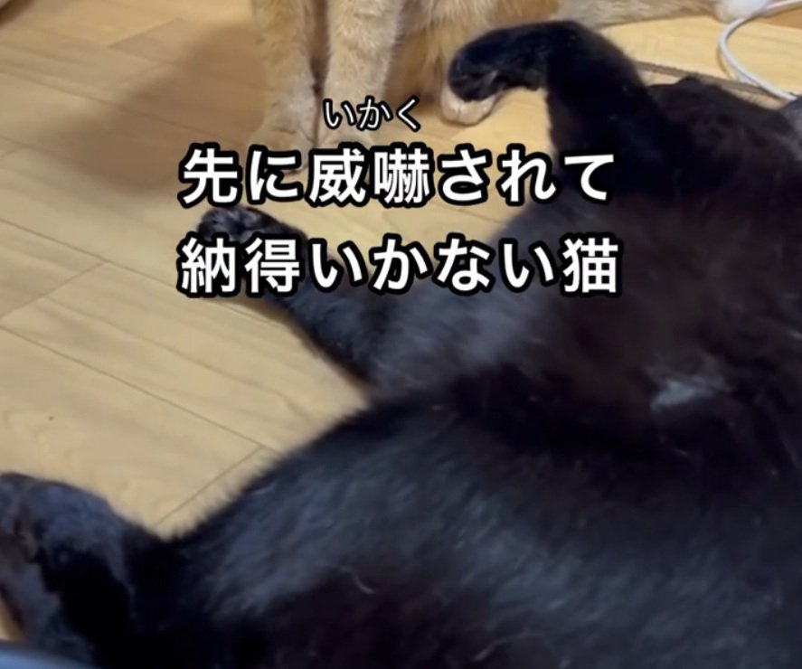 寝転がる猫