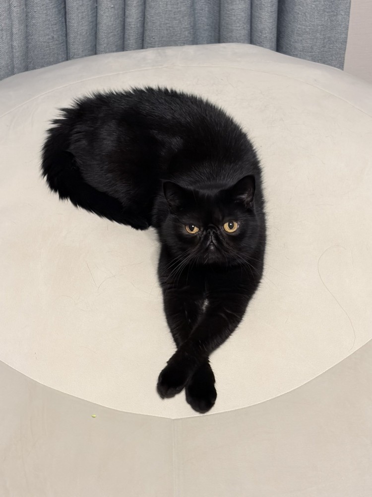 正面を向いている黒猫