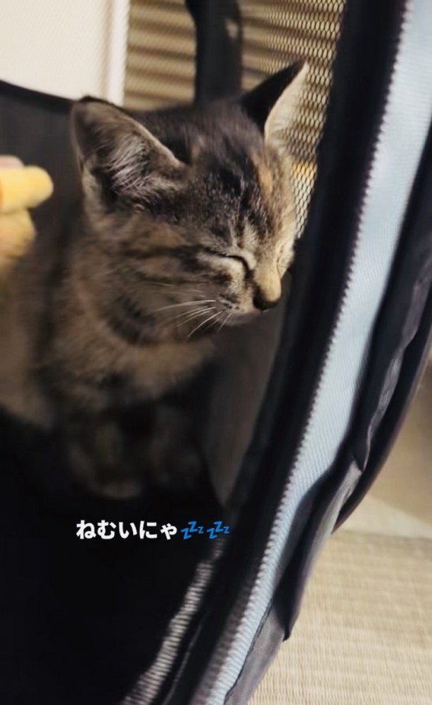 ウトウトする子猫